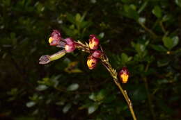 Image of Cyrtochilum rhodoneurum (Rchb. fil.) Dalström