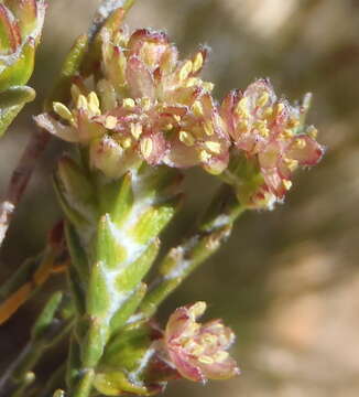 Image of Passerina comosa C. H. Wright