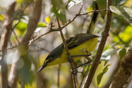 Image of Common Tody-Flycatcher