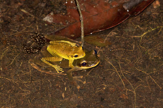 Image of Yasuni Bromeliad Treefrog