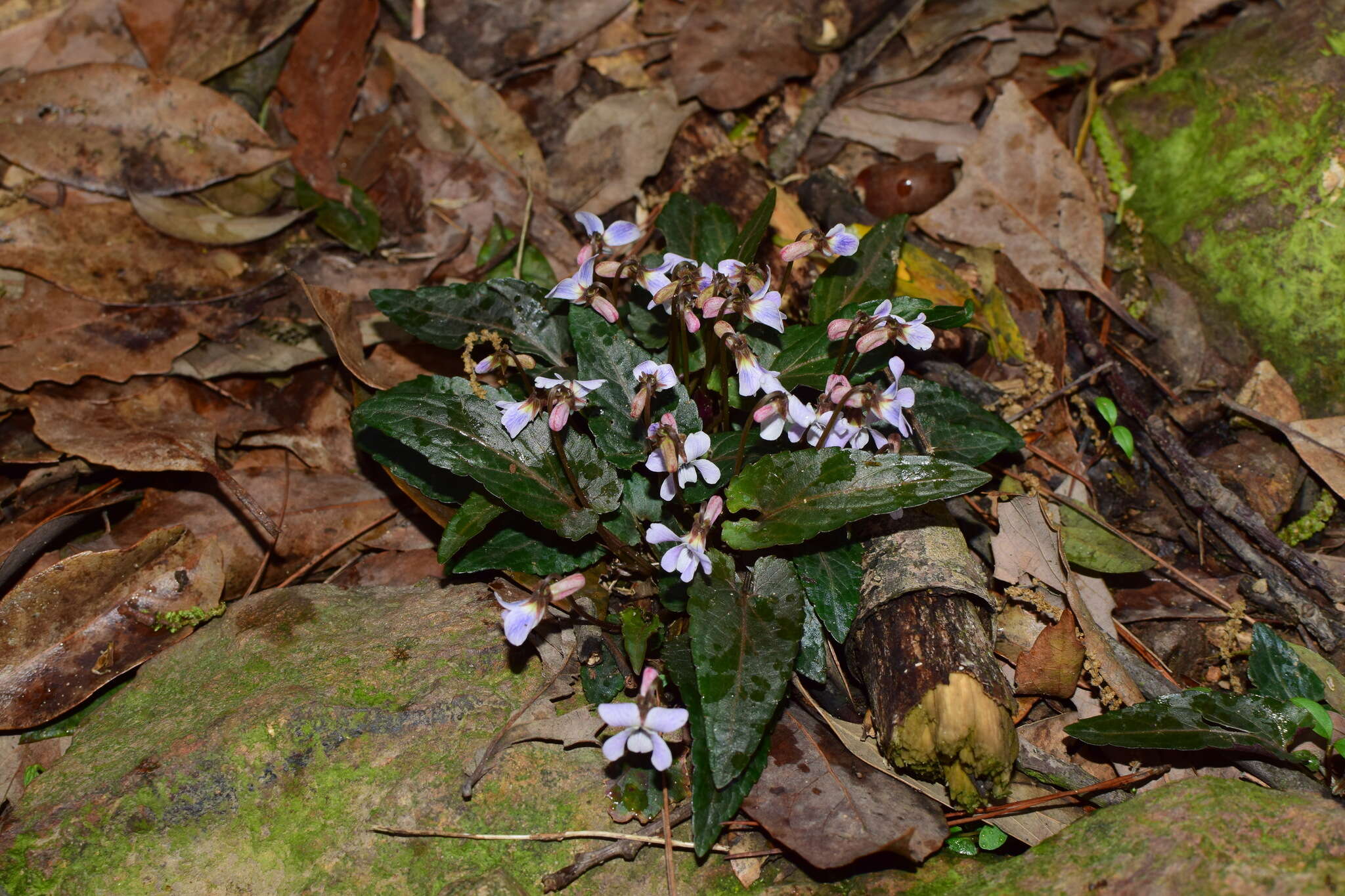 Image of Viola violacea Makino