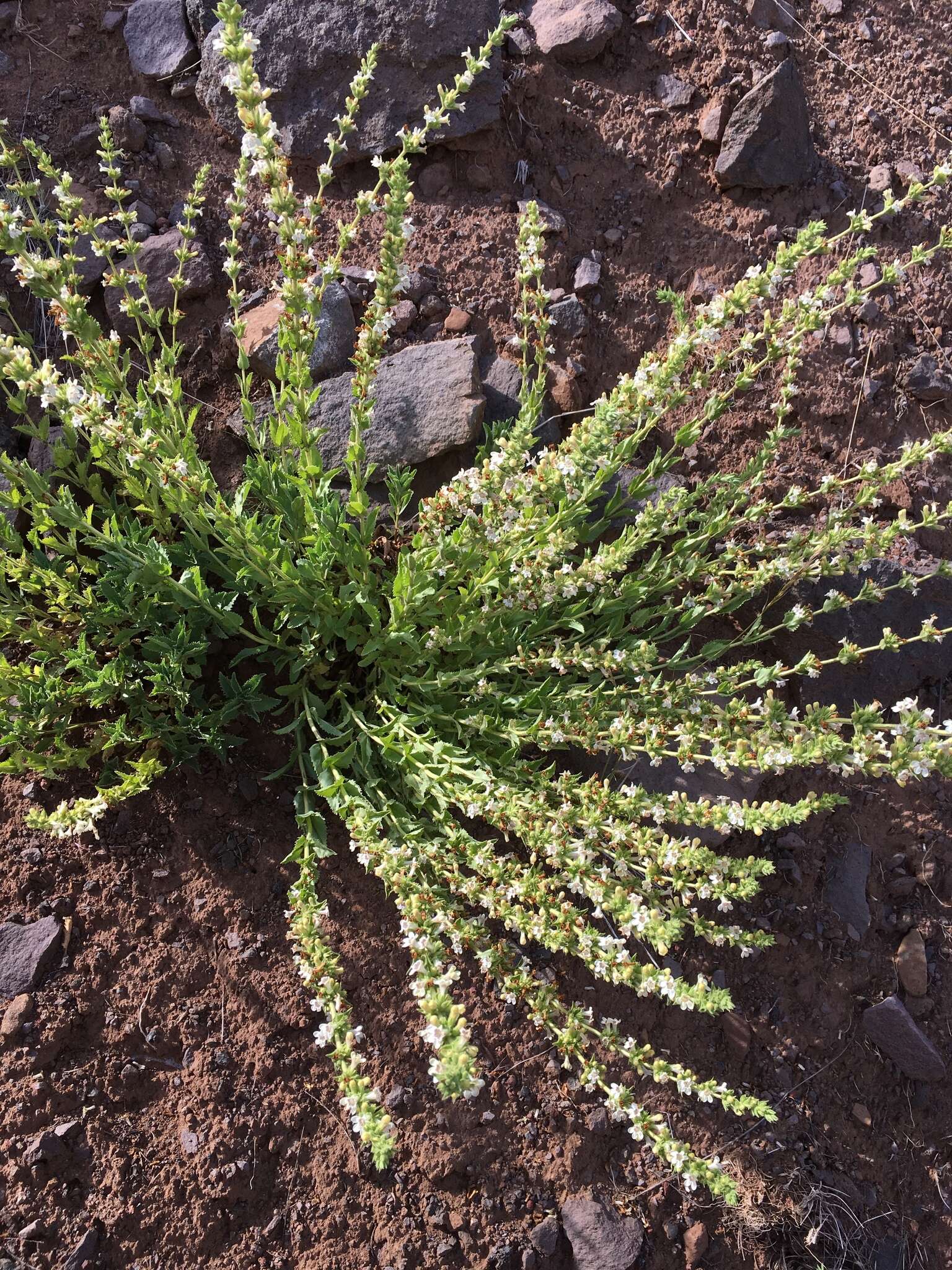 Image of Susanville beardtongue