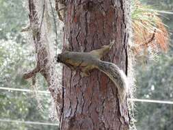 Image of Sherman's fox squirrel