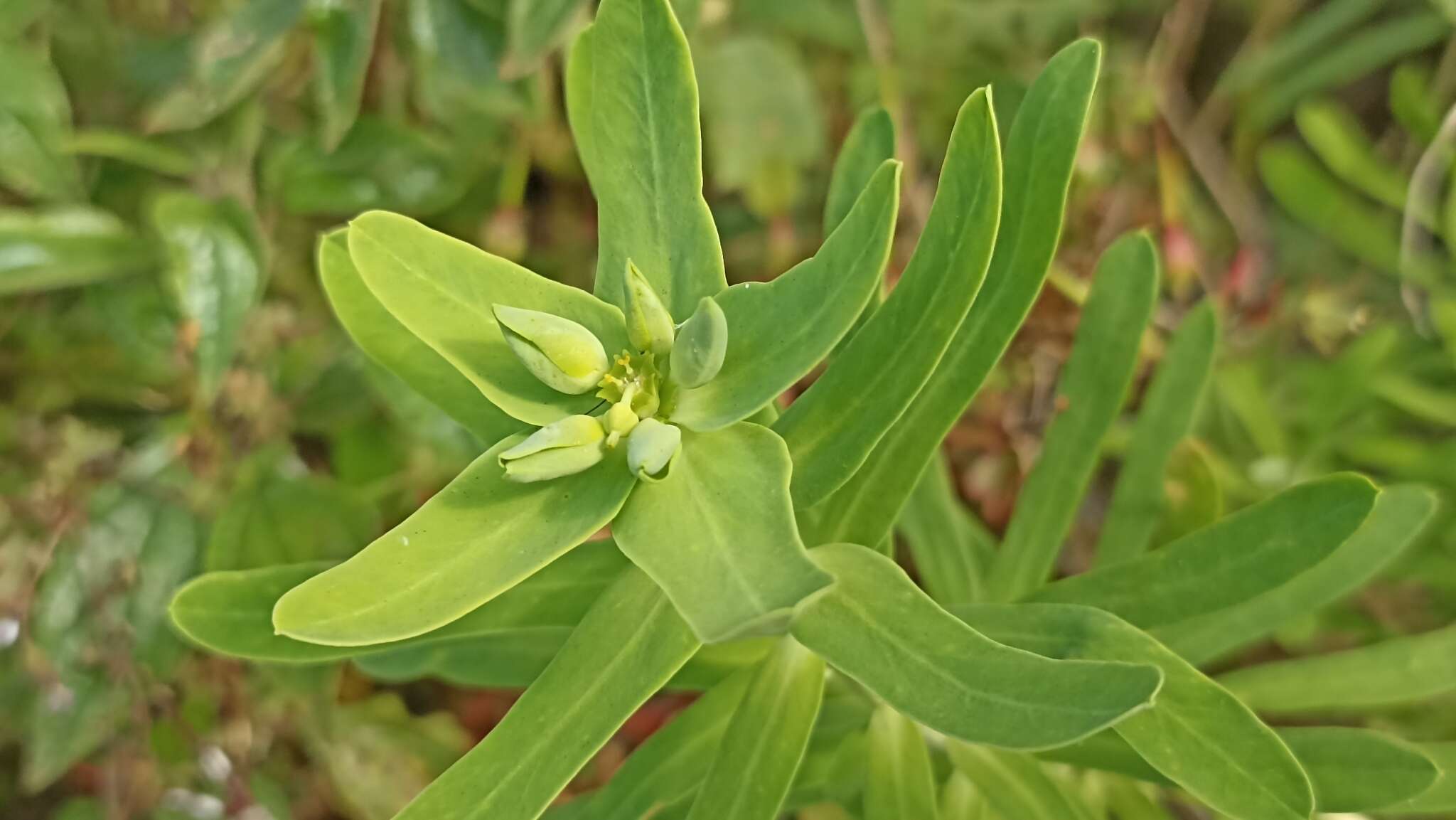 Слика од Euphorbia azorica Hochst.