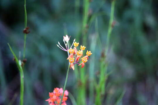 Image of fewflower milkweed