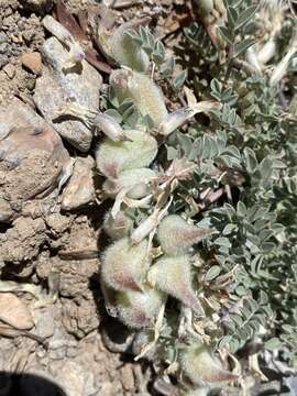 صورة Astragalus piutensis R. Barneby & D. J. Mabberley