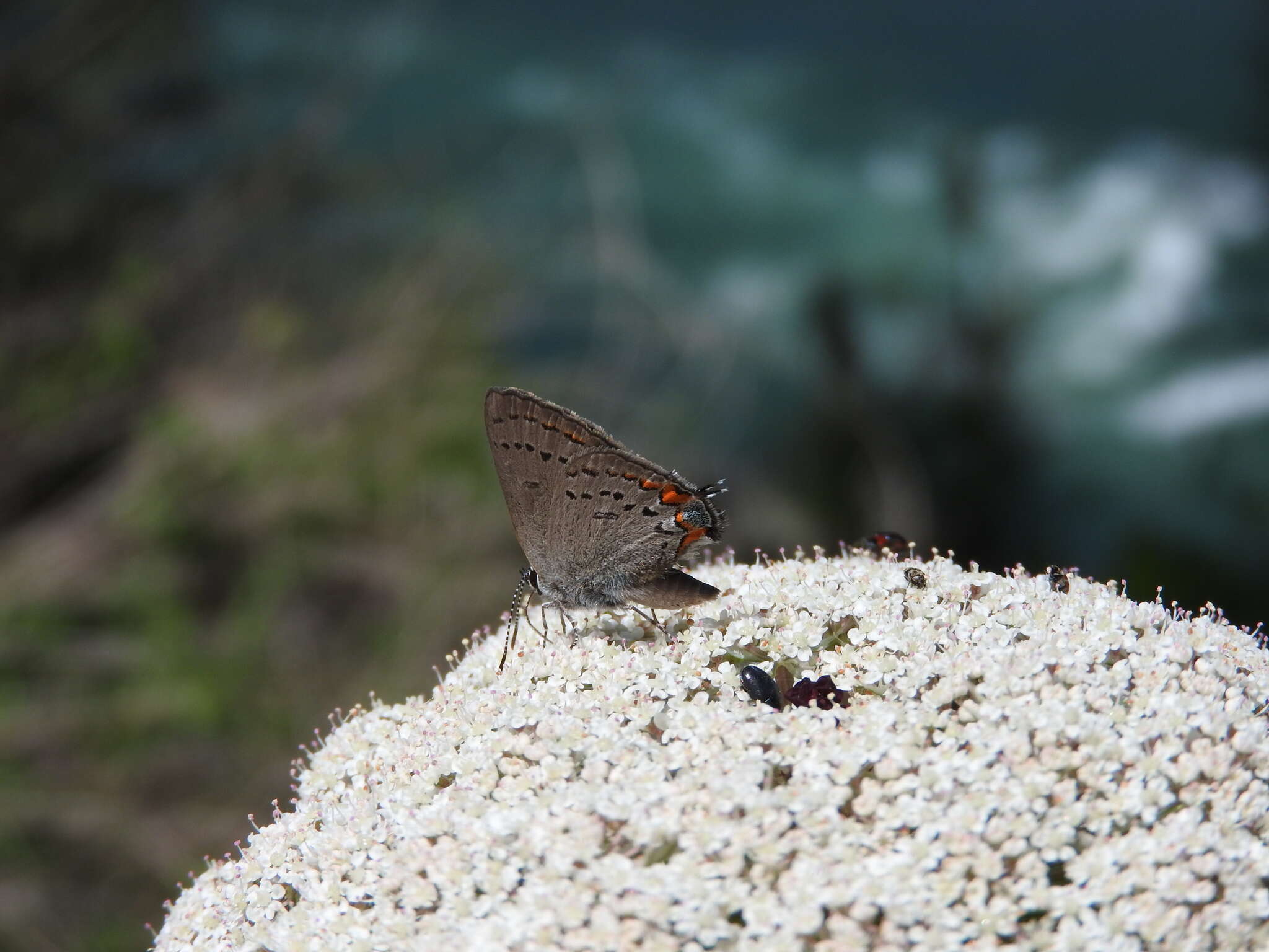 Image of California Hairstreak