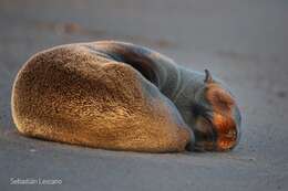 Image of South American Fur Seal