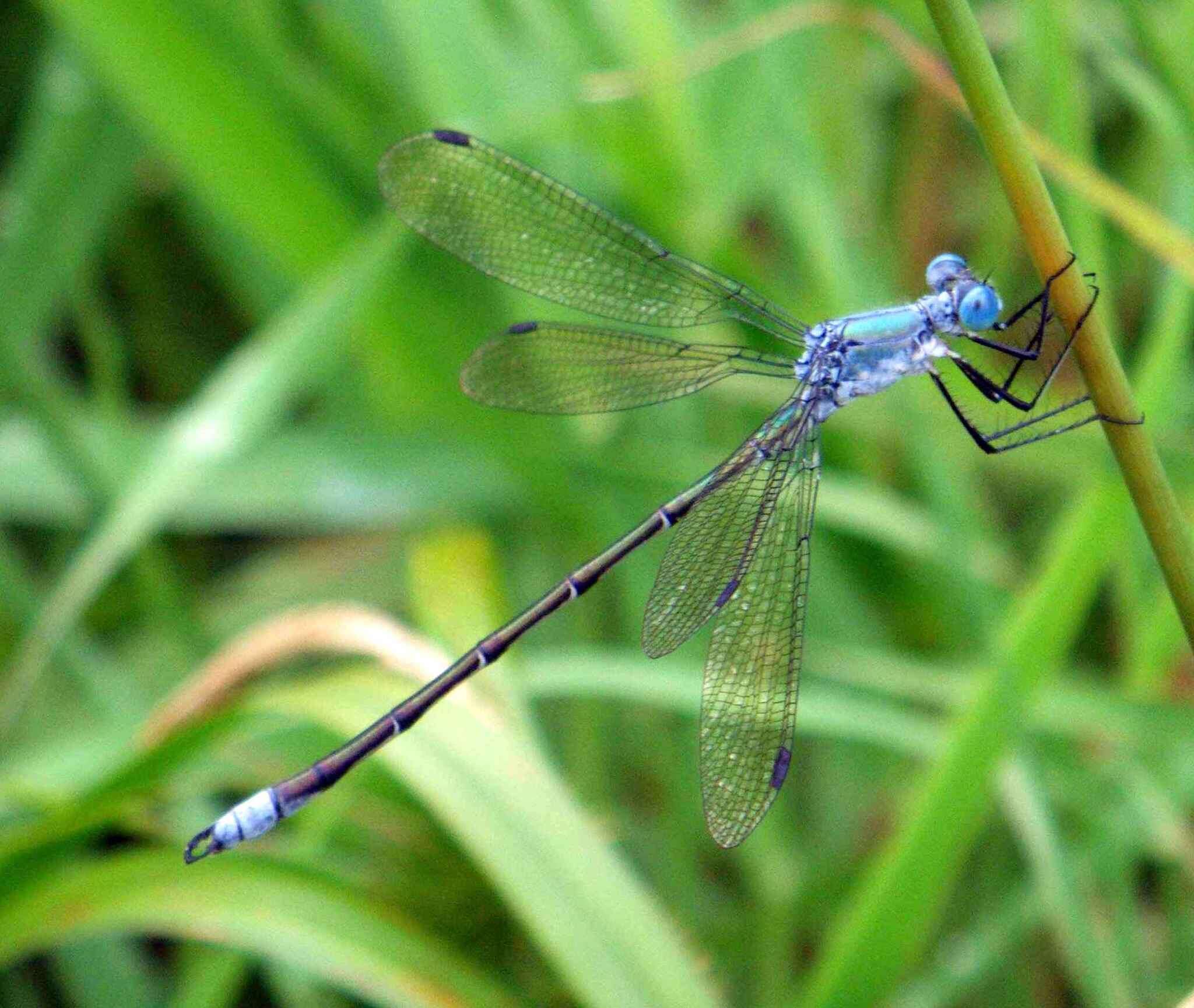 Image of Amber-winged Spreadwing