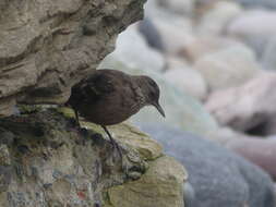 Image of Peruvian Seaside Cinclodes