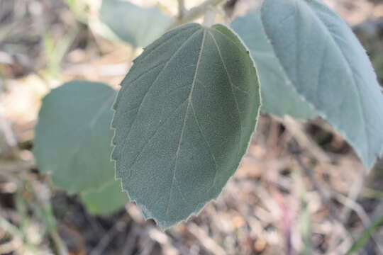 Image of Croton subpannosus Müll. Arg. ex Griseb.