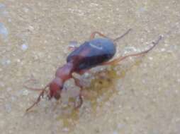 Image of Brachinus (Brachinus) alexandri F. Battoni 1984