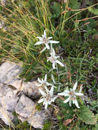 Sivun Leontopodium nivale subsp. alpinum (Cass.) Greuter kuva