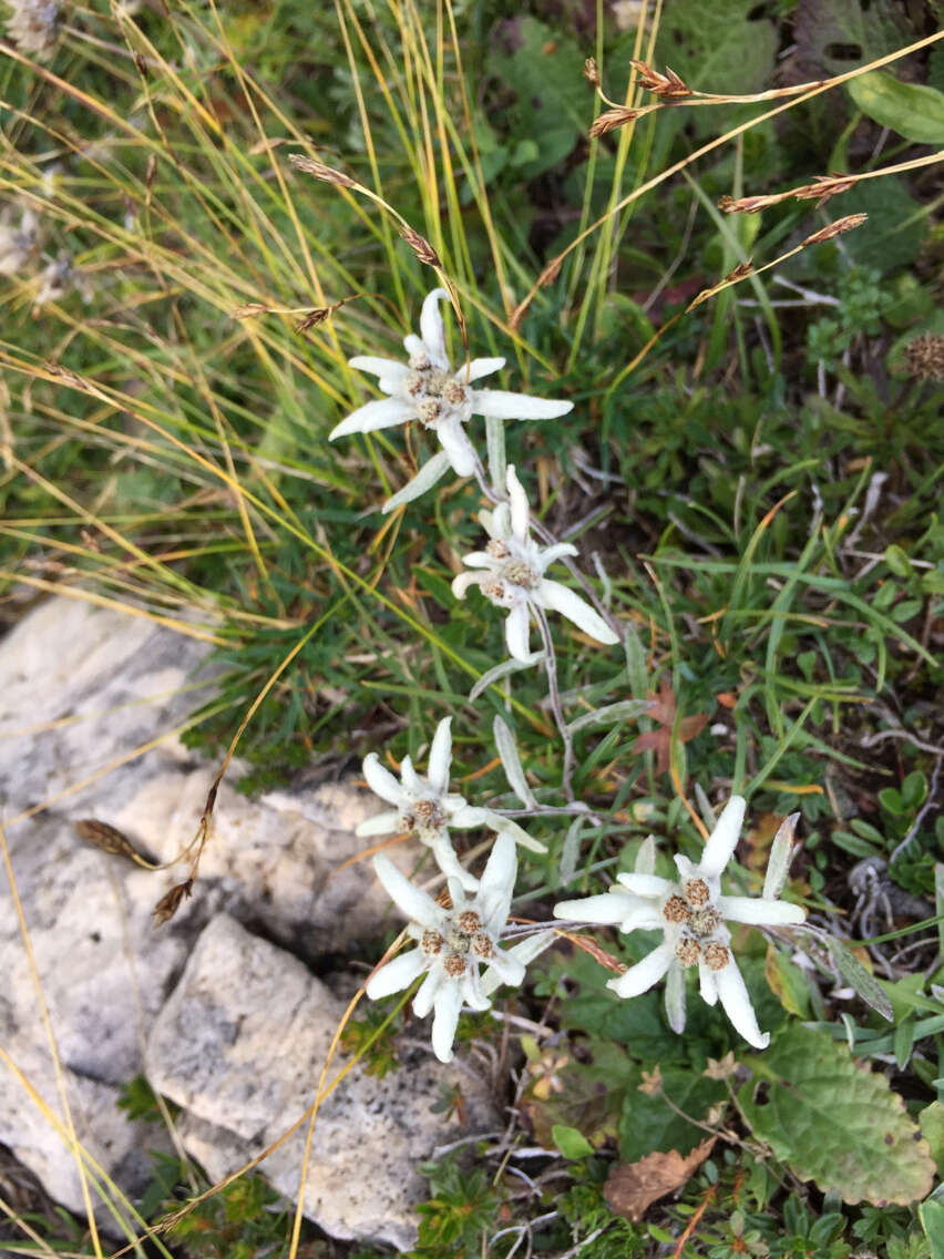 صورة Leontopodium nivale subsp. alpinum (Cass.) Greuter