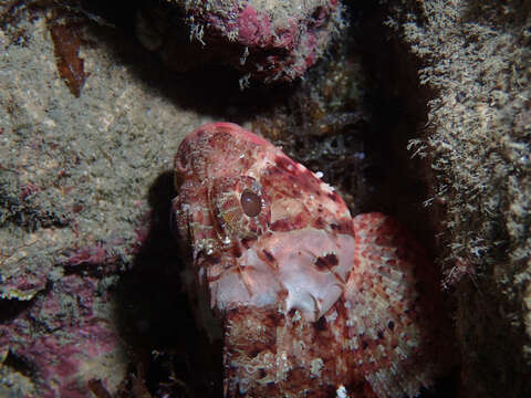 Image of Red Scorpionfish