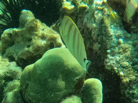 Image of Multiband Butterflyfish