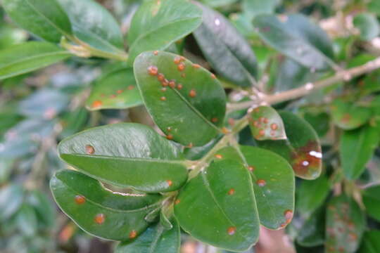 Imagem de Puccinia buxi Sowerby 1809