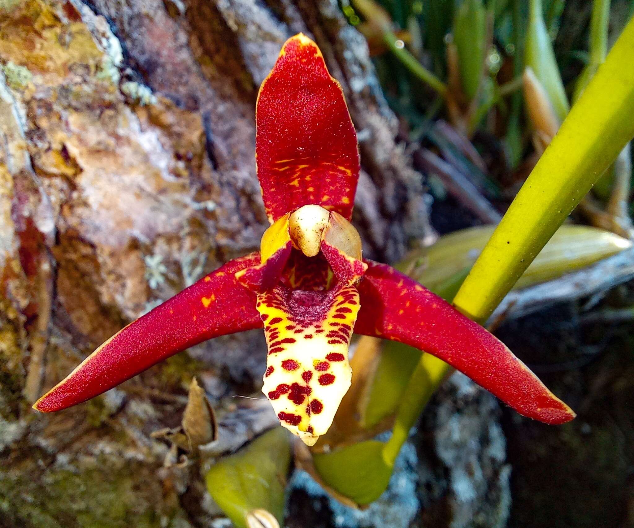 Image of Coconut orchid