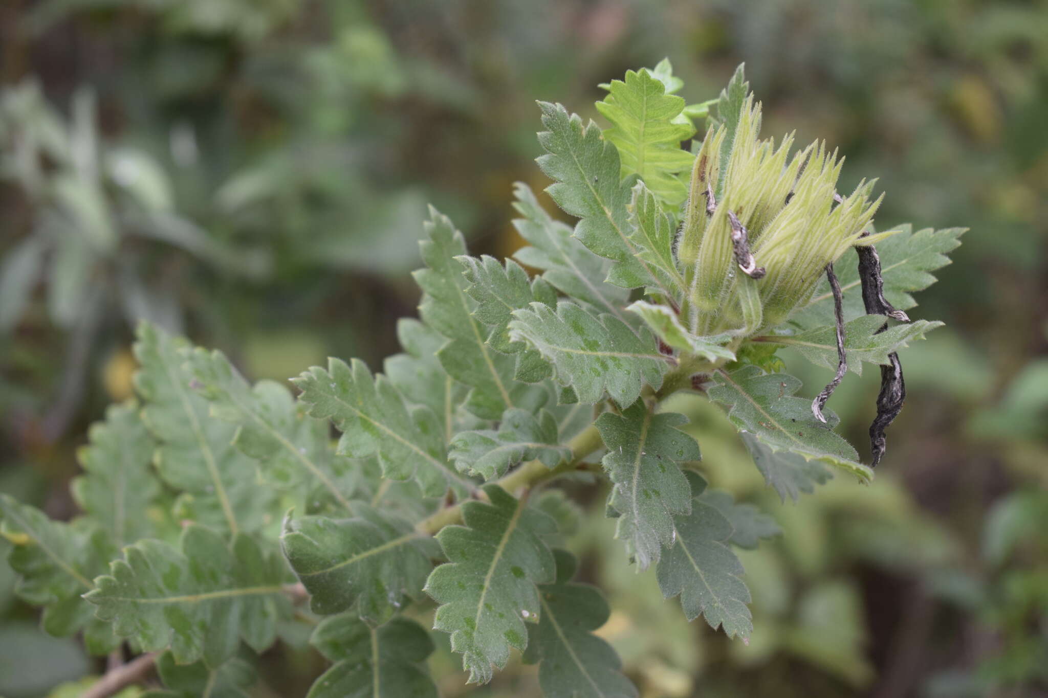 Image of Cantua quercifolia Juss.