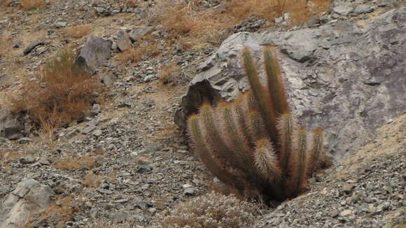 Image of Echinopsis chiloensis (Colla) H. Friedrich & G. D. Rowley