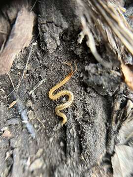 Image of boreal yellow-headed soil centipede