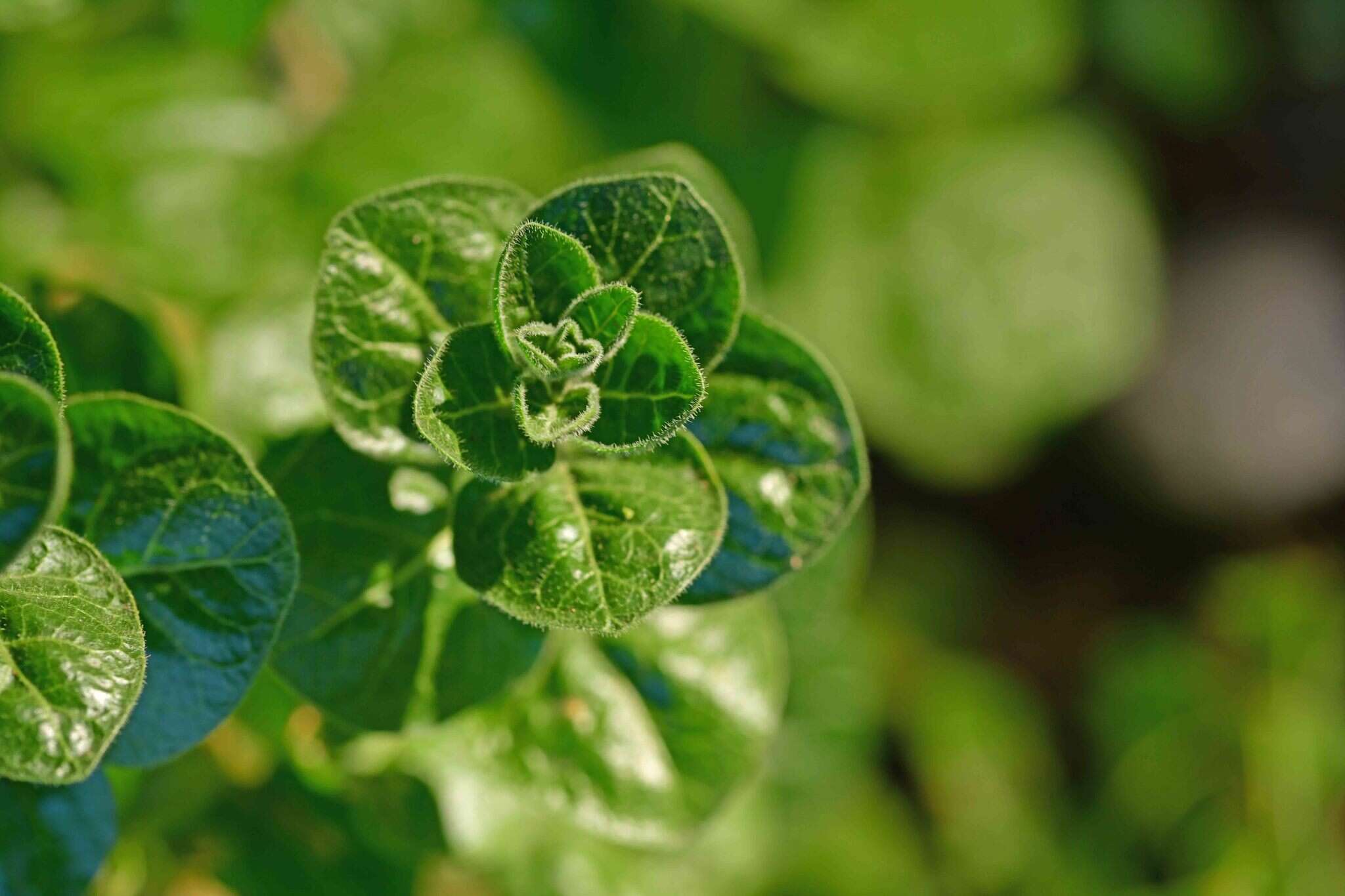 Image of Withania frutescens (L.) Pauquy