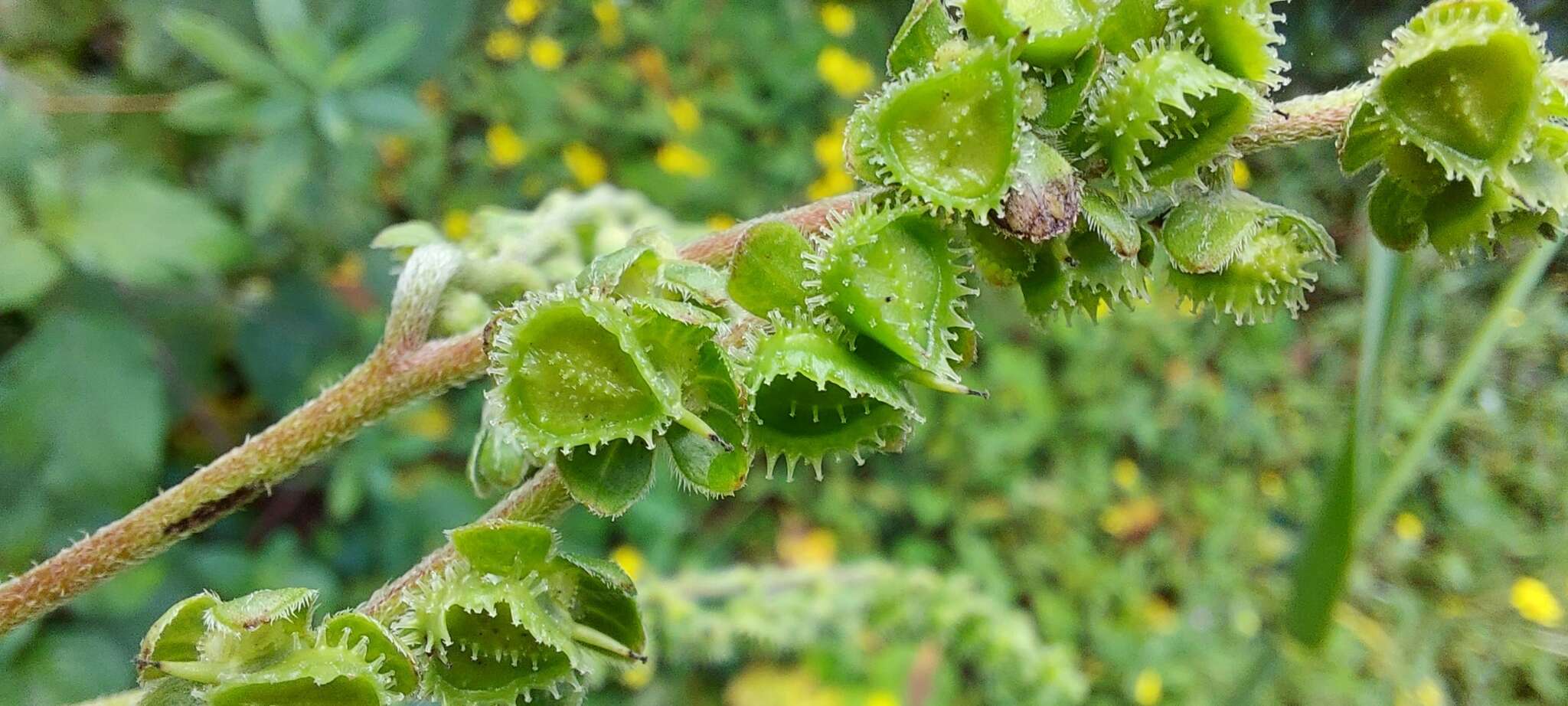 Image of Cynoglossum coelestinum Lindl.