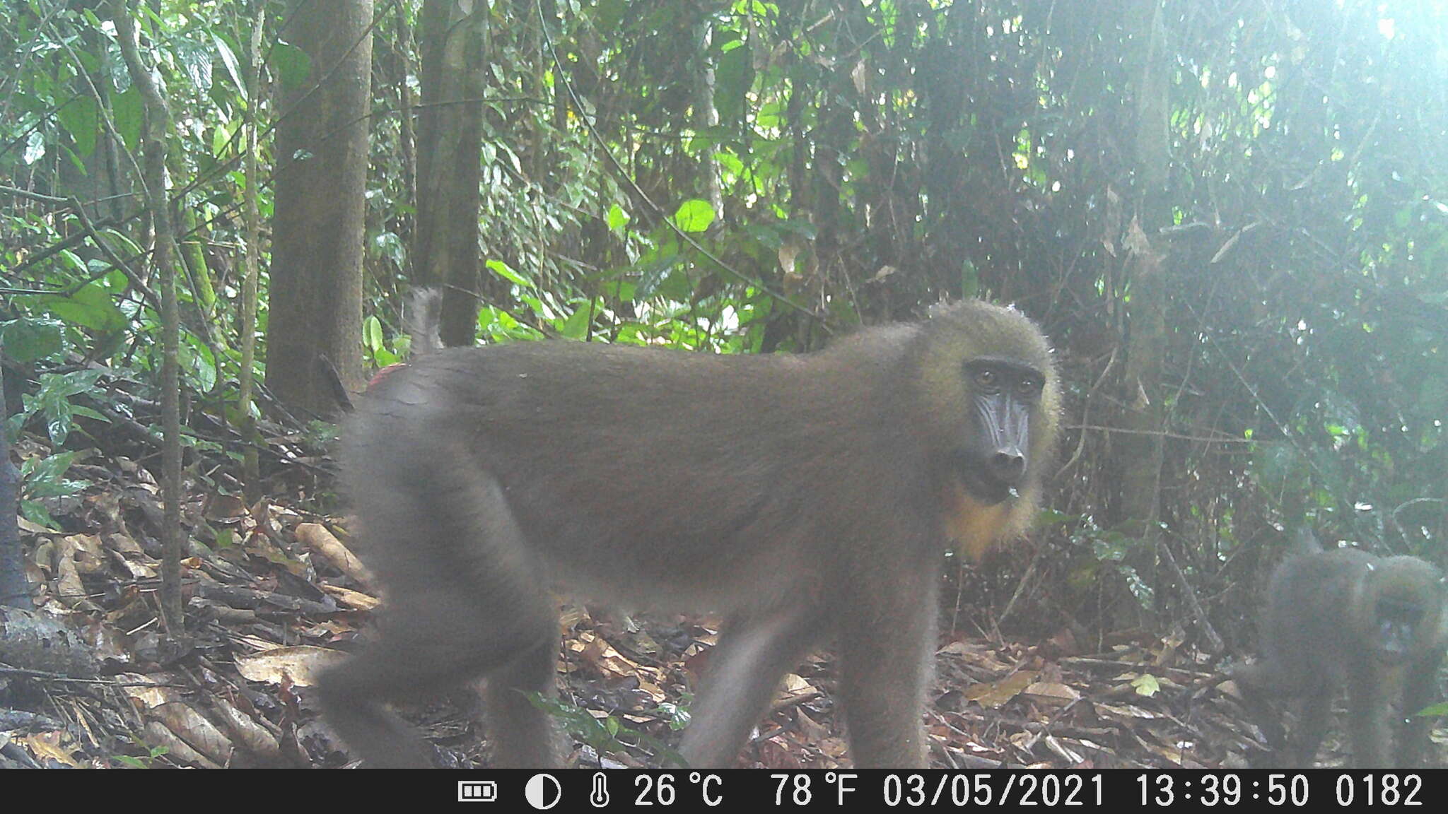 Image of Mandrill