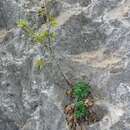 Image of Potentilla caulescens subsp. djurjurae (Chabert) Romo