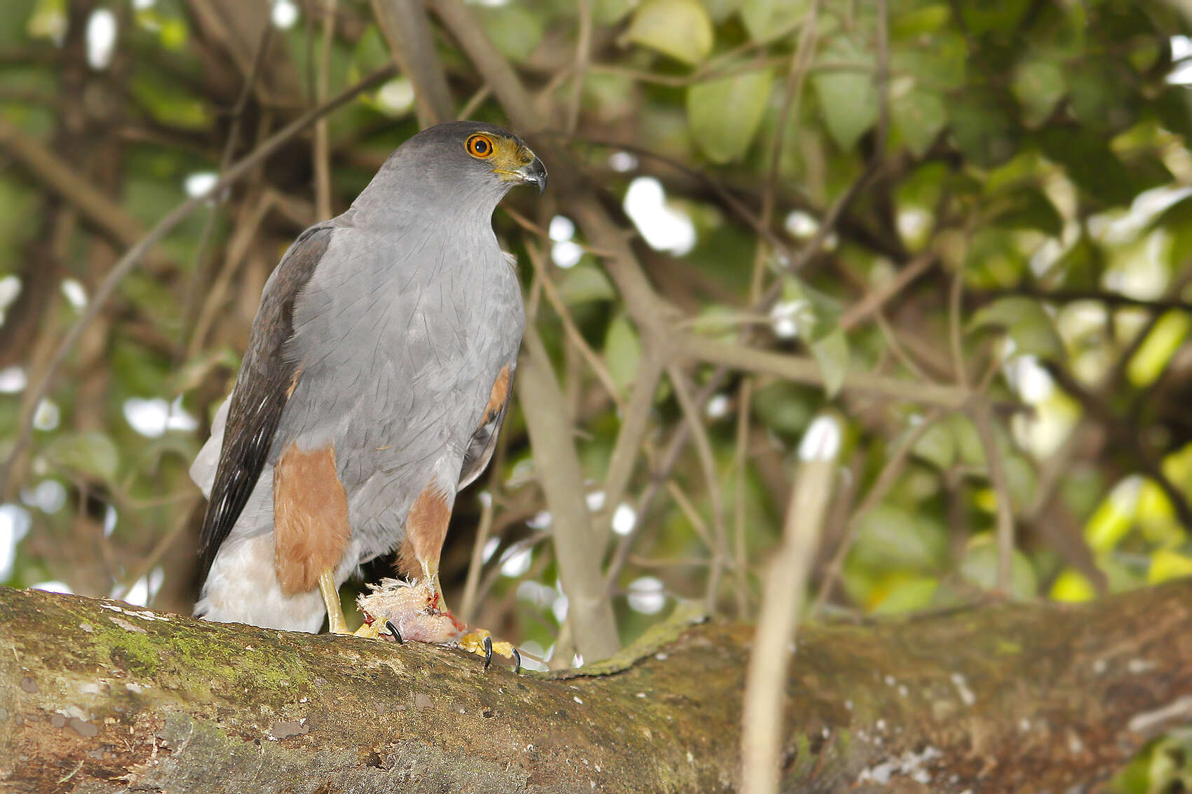 Image of Bicolored Hawk