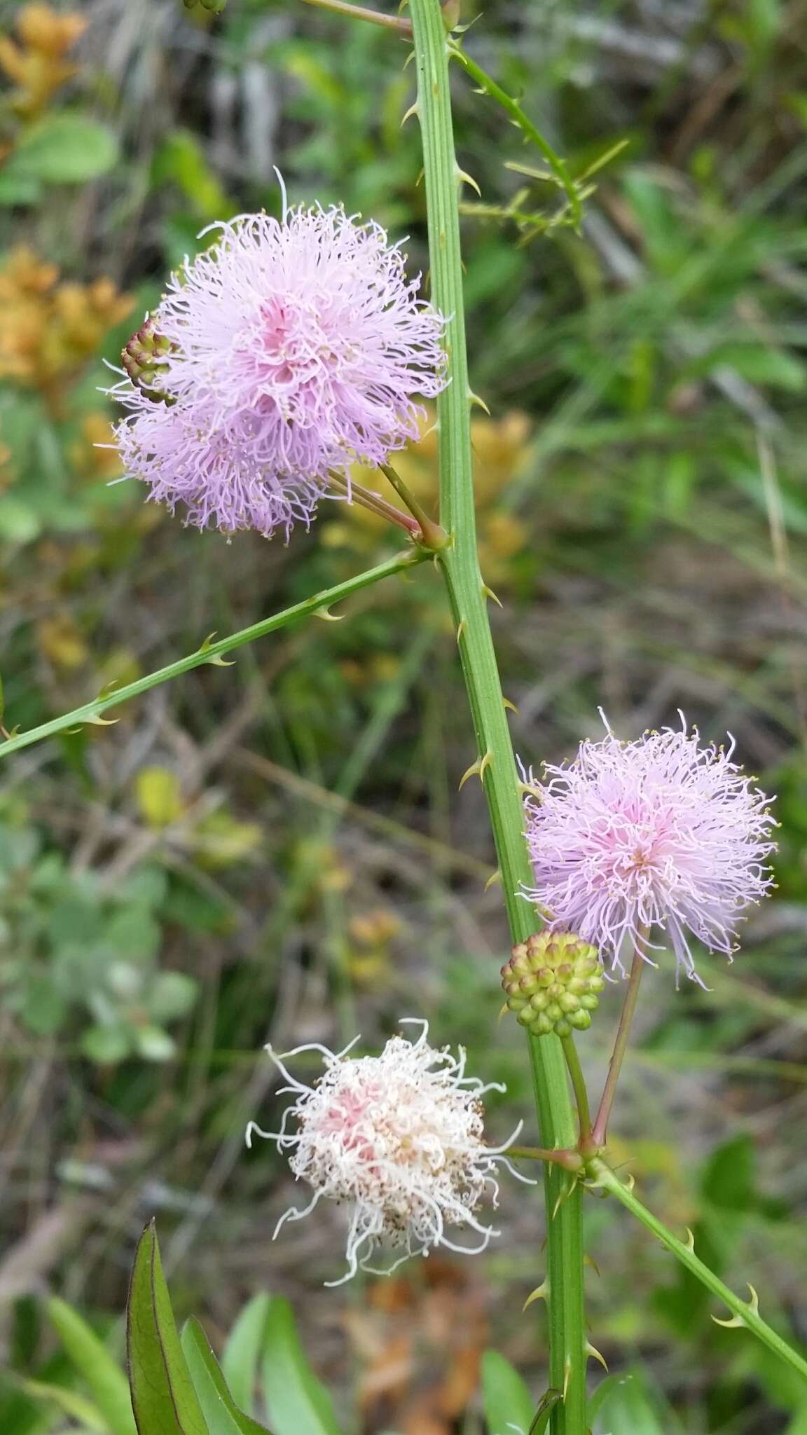 Image of Florida mimosa