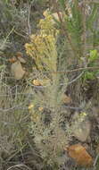 Imagem de Leucadendron rubrum Burm. fil.