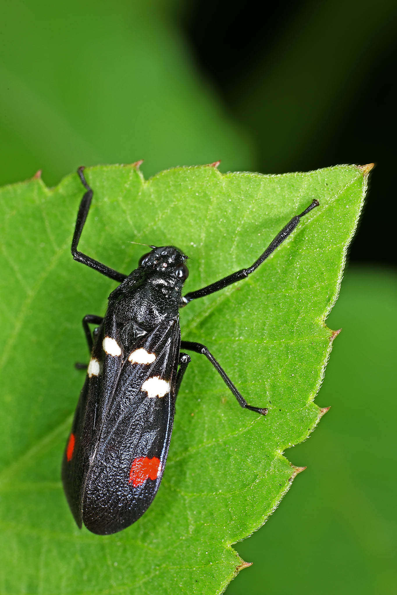 Image of Callitettix versicolor (Fabricius 1794)