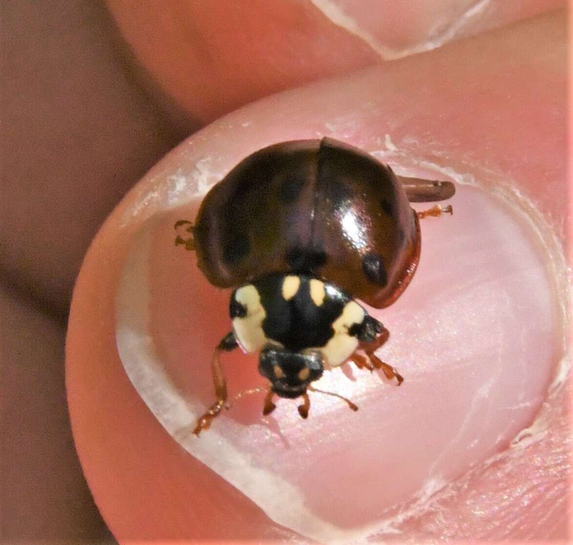 Image of Fifteen-spotted Lady Beetle