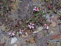 Image of Pelargonium capillare (Cav.) Willd.