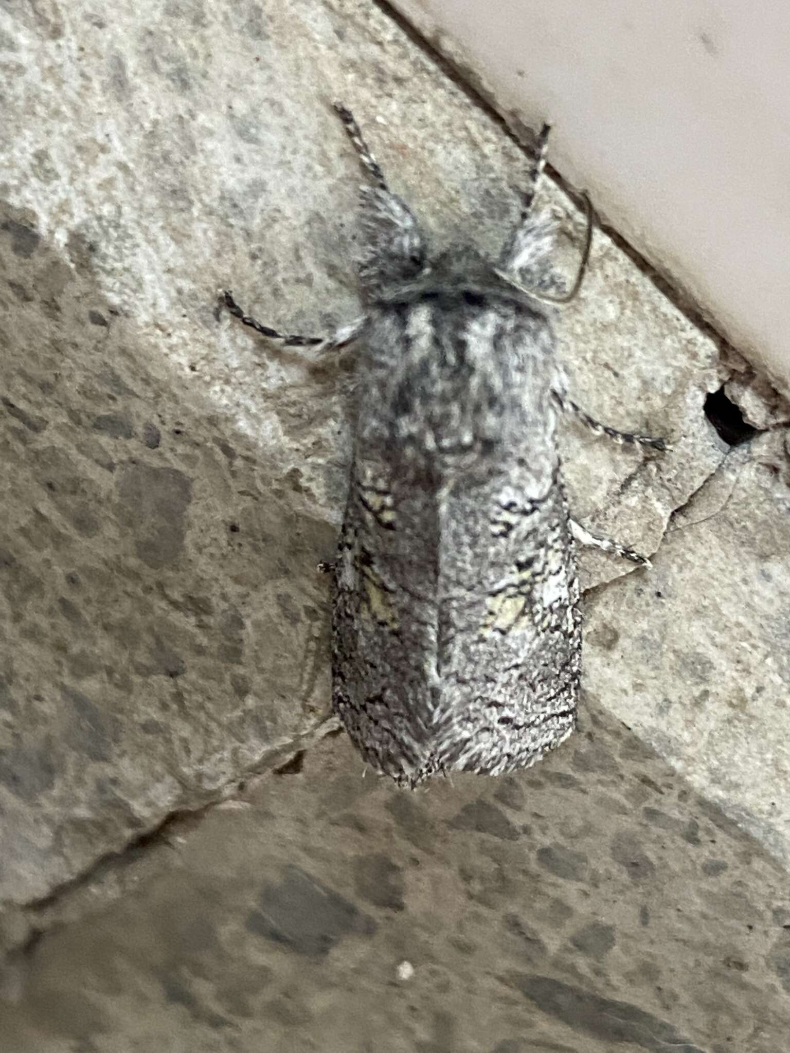 Image of Cossid moth