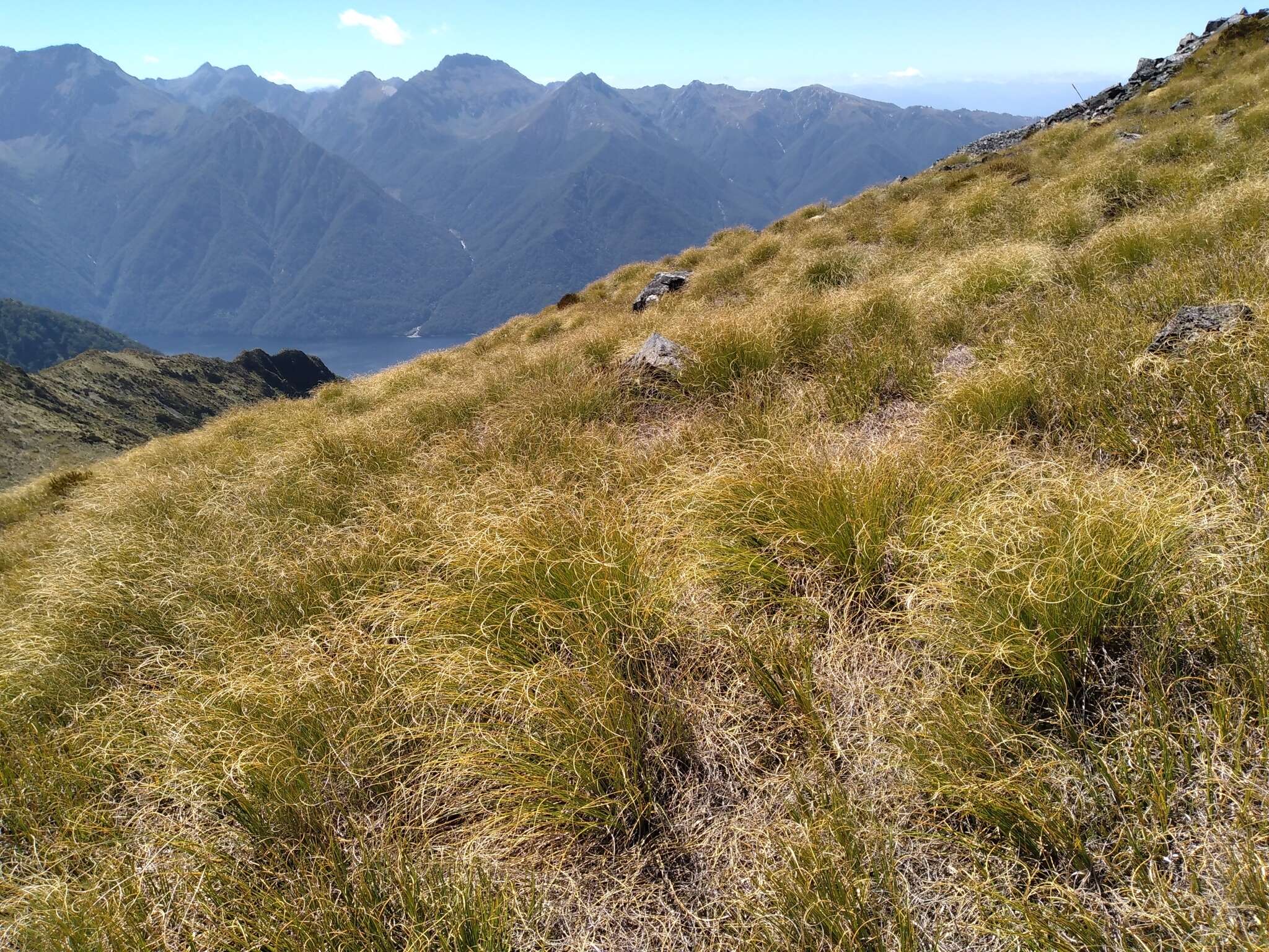 Слика од Chionochloa crassiuscula (Kirk) Zotov