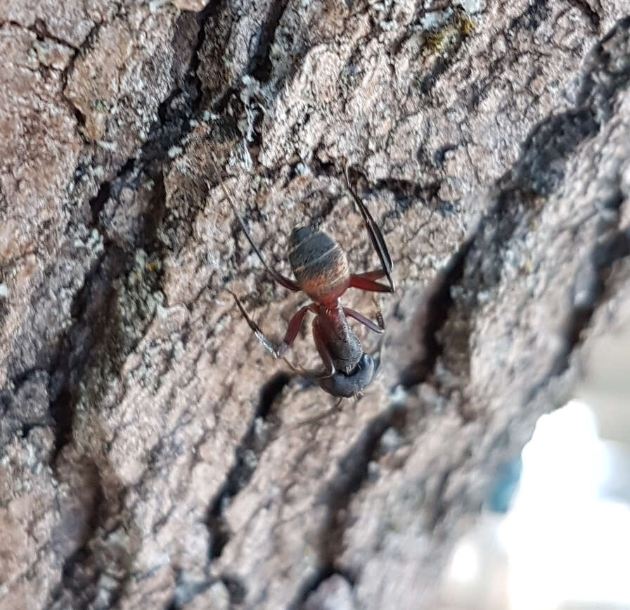 Image of Camponotus cruentatus (Latreille 1802)