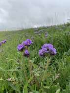 Phacelia ciliata Benth.的圖片