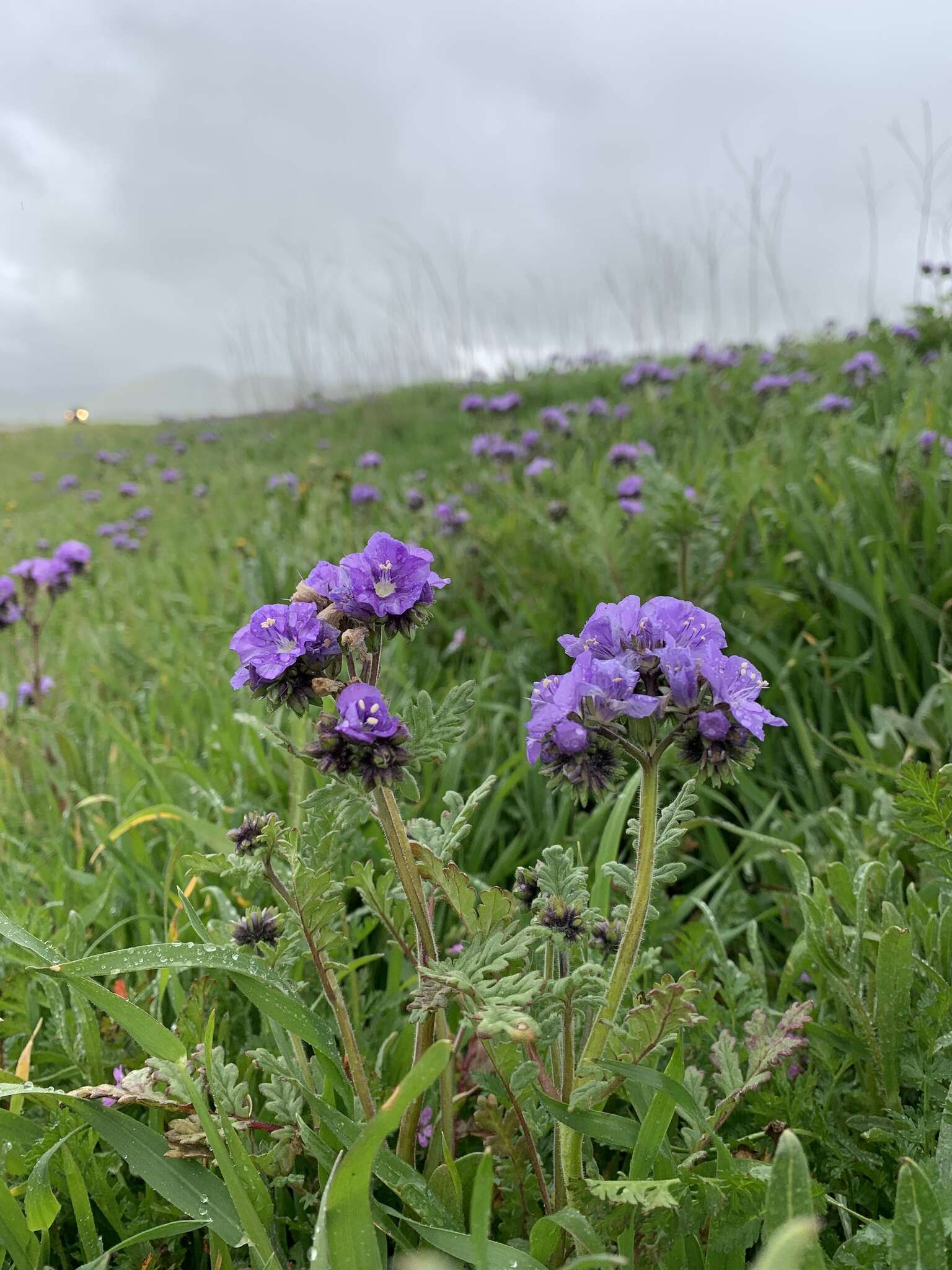 Phacelia ciliata Benth.的圖片