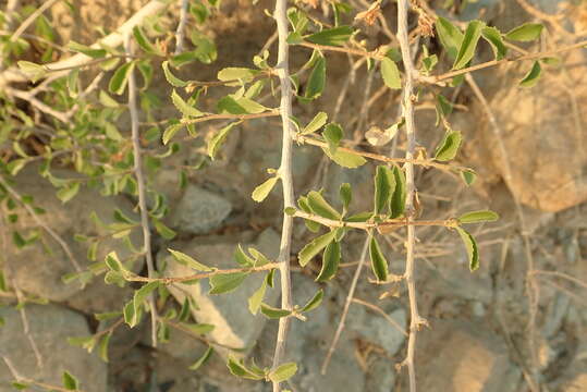 Image of Small-leaved white raisin