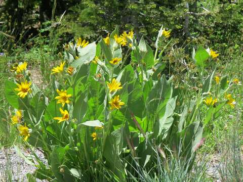 Image of woolly mule-ears