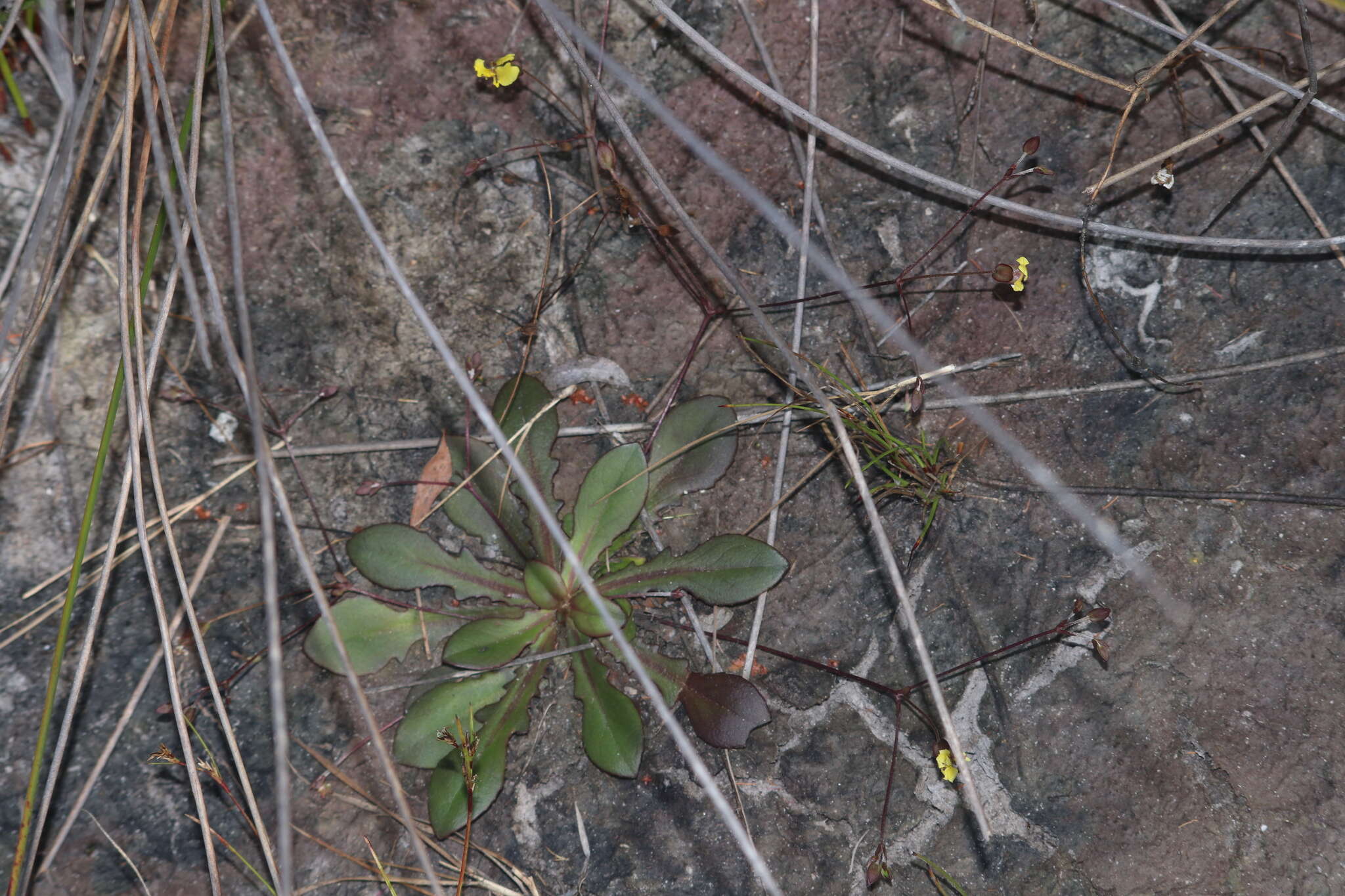 Image de Goodenia mystrophylla