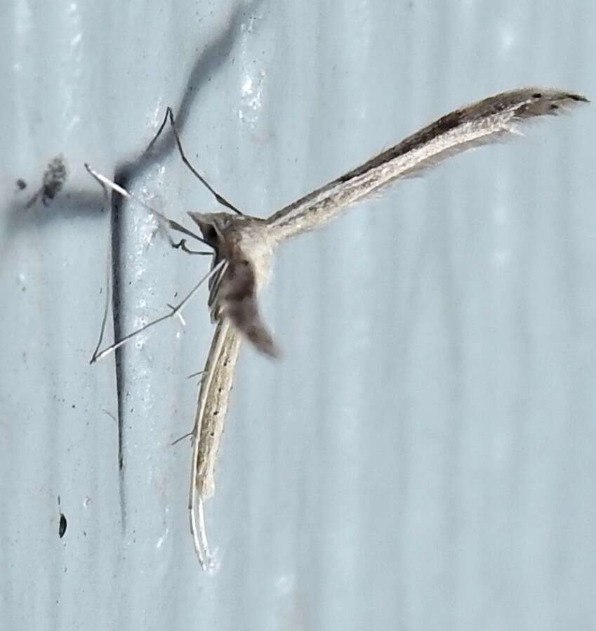 Lioptilodes albistriolatus (Zeller 1871) resmi