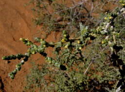 صورة Caroxylon aphyllum (L. fil.) N. N. Tzvelev