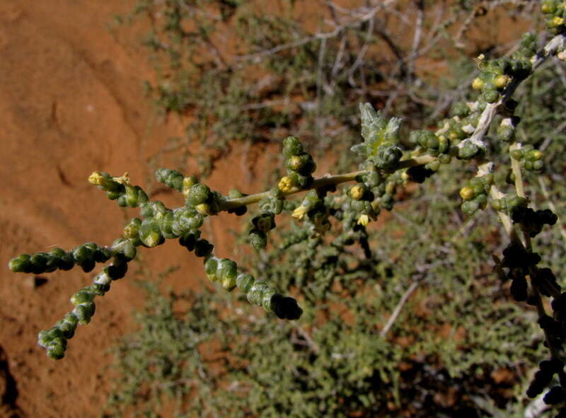 Image of Caroxylon aphyllum (L. fil.) N. N. Tzvelev