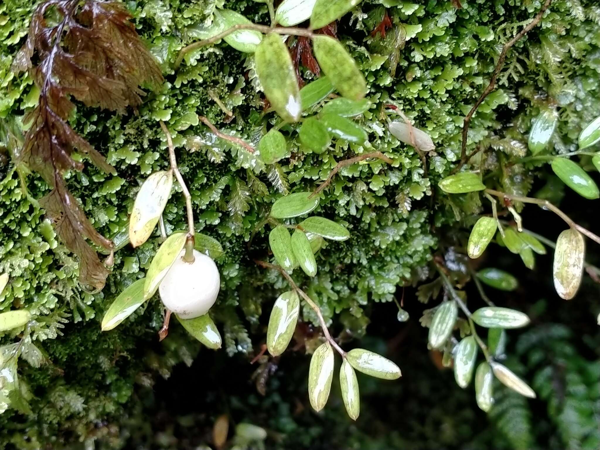 Image de Luzuriaga parviflora (Hook. fil.) Kunth