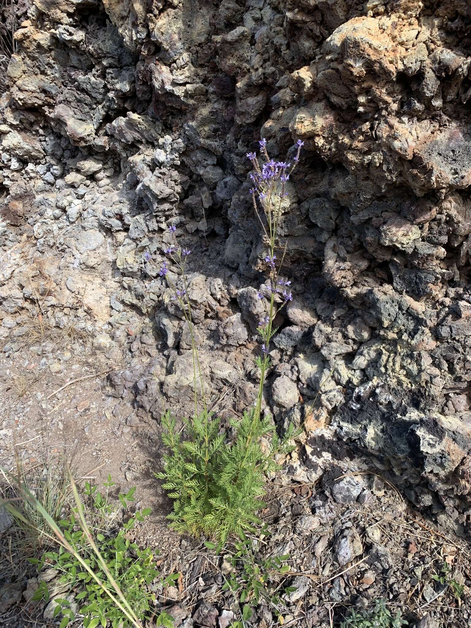 Image of Lavandula canariensis subsp. palmensis Upson & S. Andrews