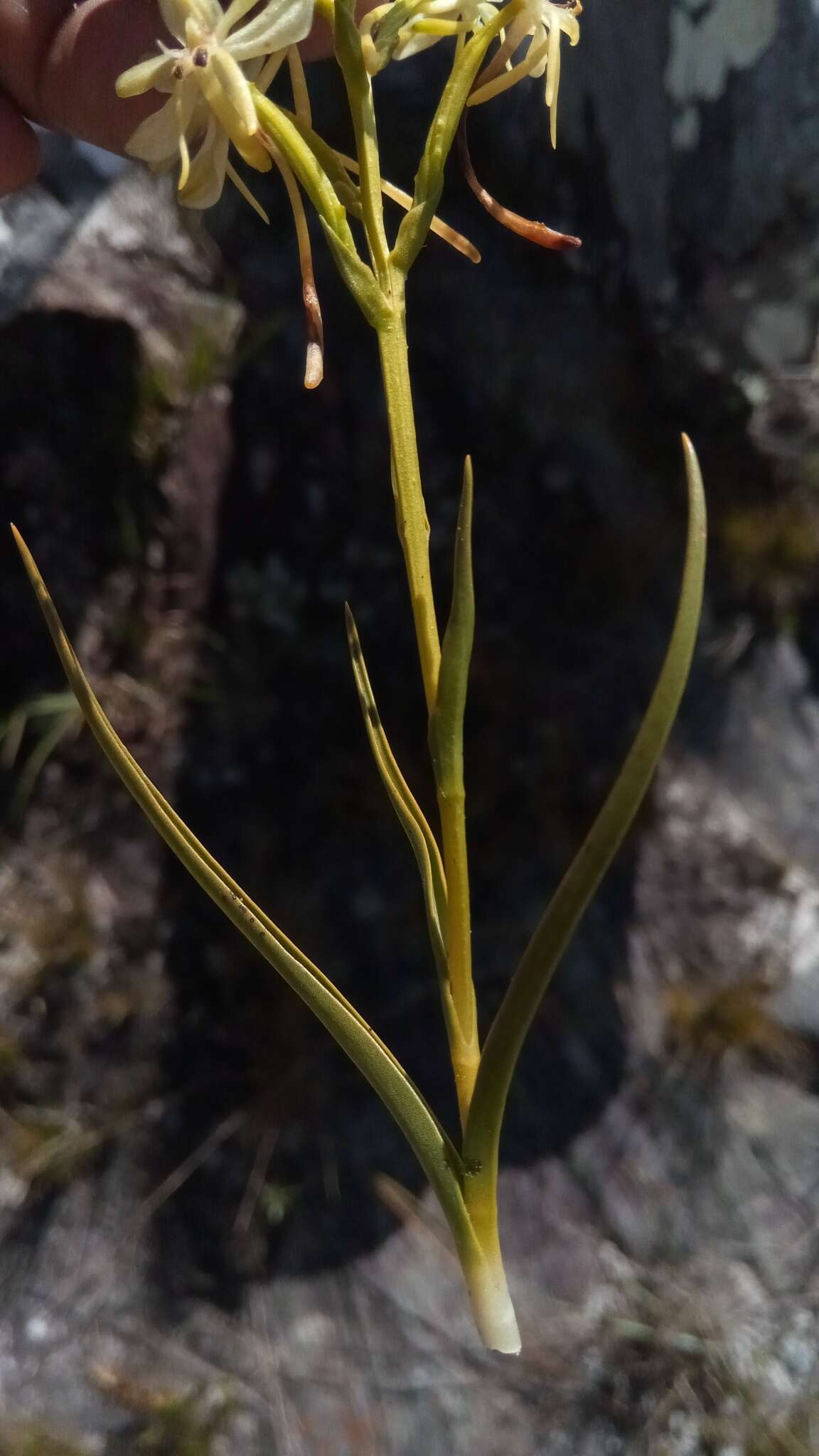 Image of Habenaria ambositrana Schltr.