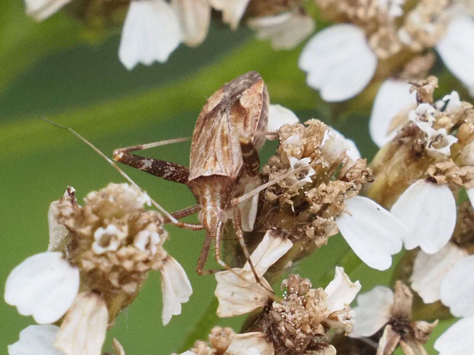 Image of Phytocoris varipes Boheman 1852